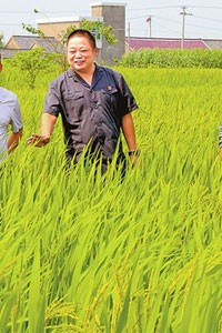7000亩水稻倒伏之后……