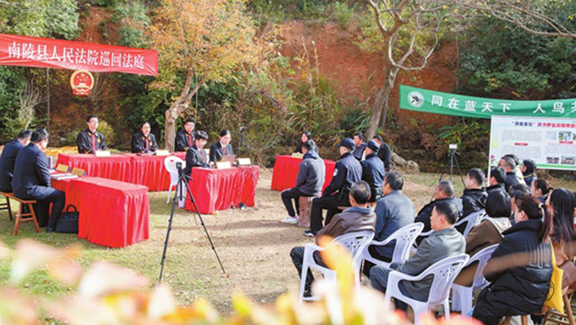 严惩猎鸟 放飞生灵